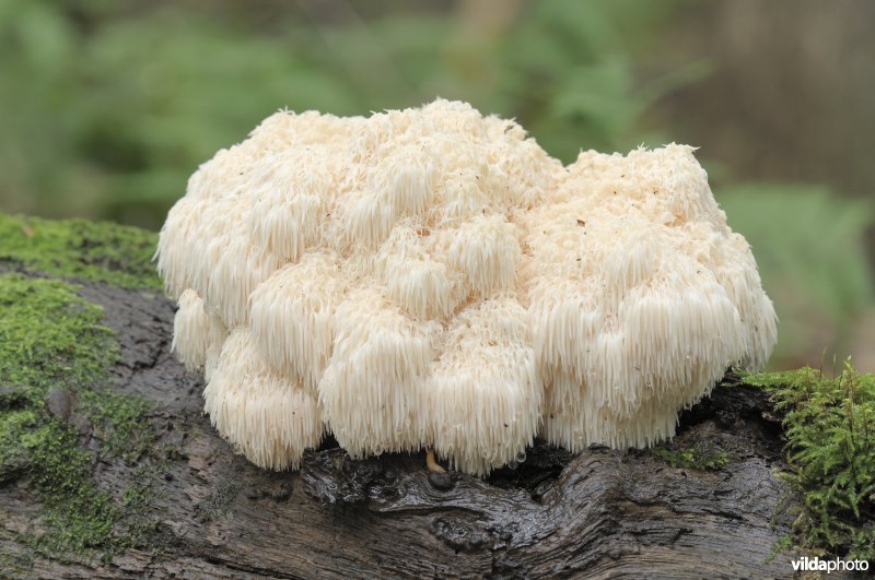 Pruikzwam in bosreservaat 