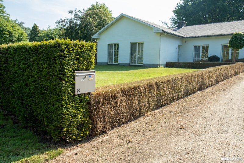 Buxus met buxusmot