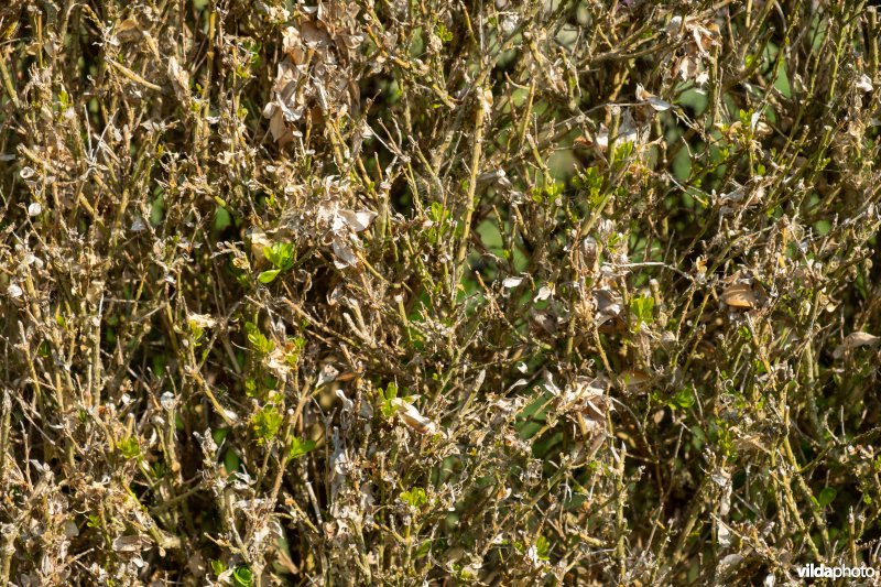Buxus met buxusmot