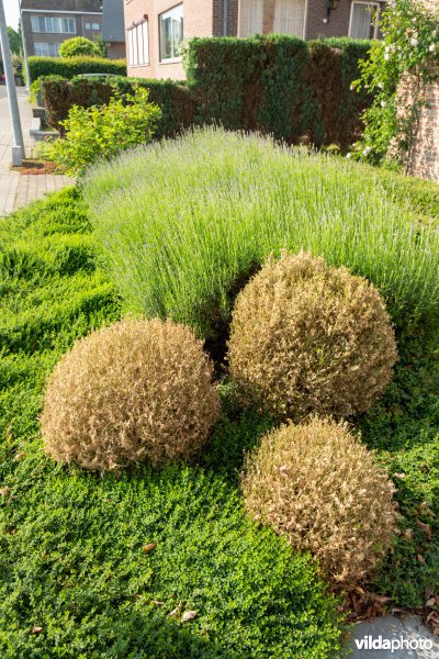 Buxus met buxusmot