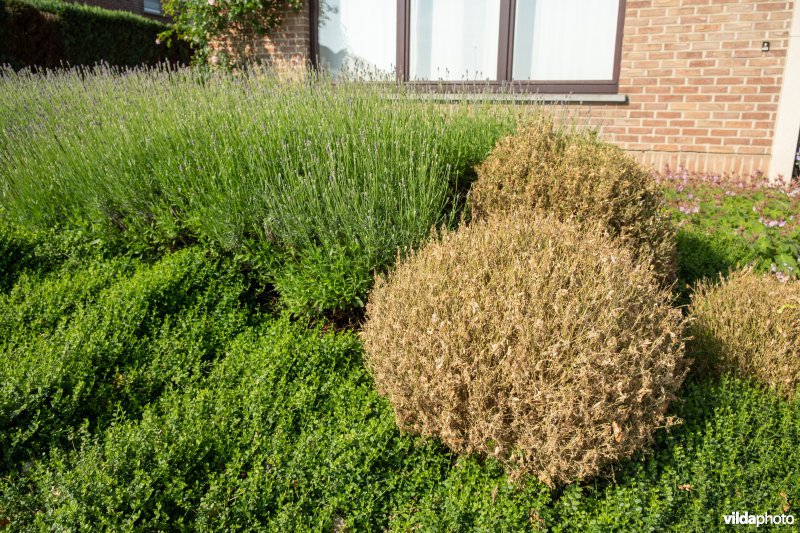 Buxus met buxusmot