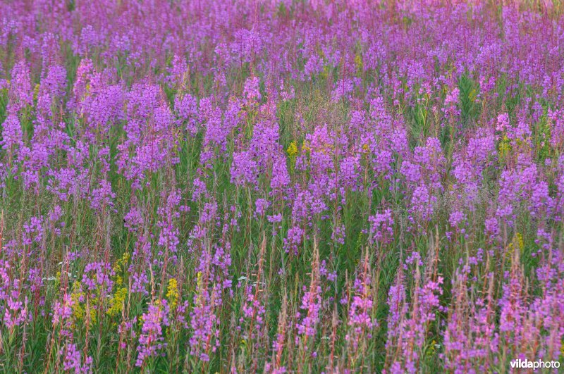 Veld wilgeroosjes