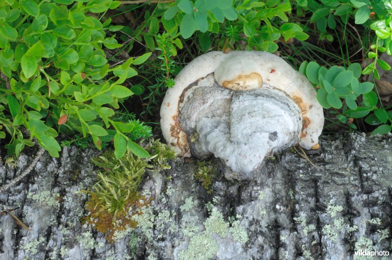 Tonderzwam op Finse berk