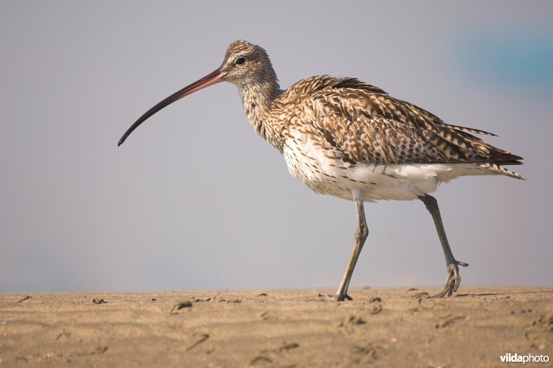 Wulp op het wad