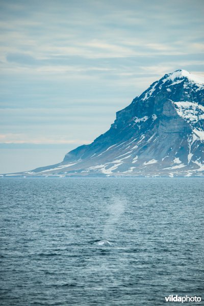 Blauwe vinvis bij Spitsbergen