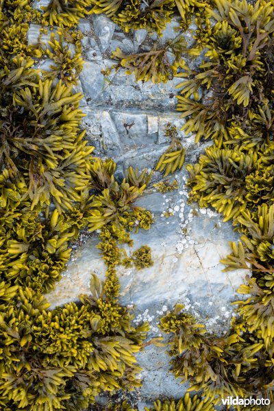 Blaasjeswier op rots bij laag water