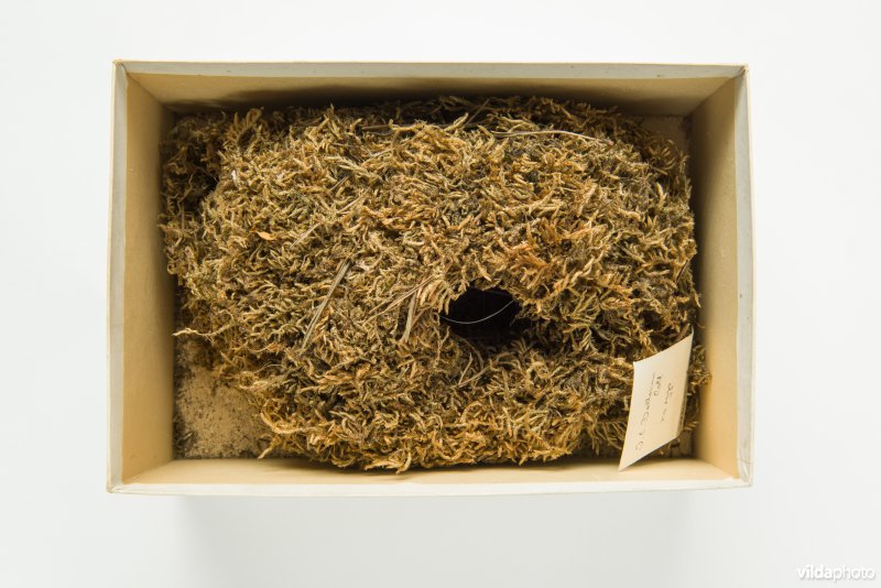 Nest van Winterkoning