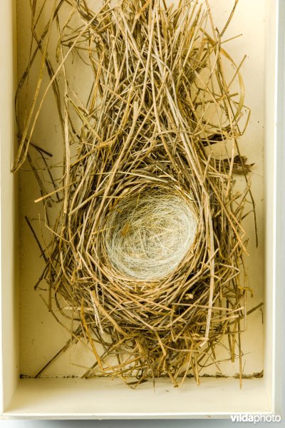 Nest van Rietgors
