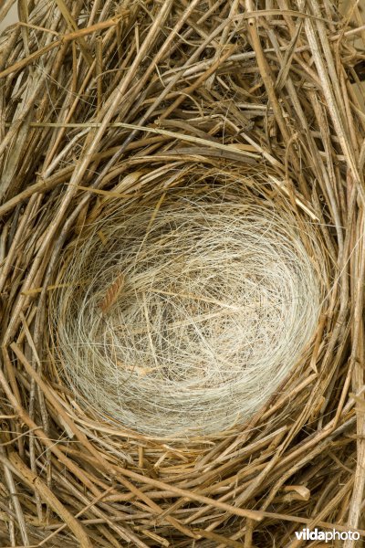 Nest van Rietgors