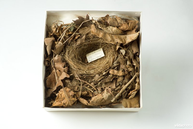 Nest van Nachtegaal