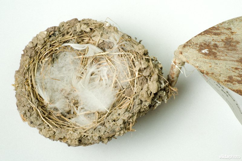 Nest van Boerenzwaluw op metseltroffel