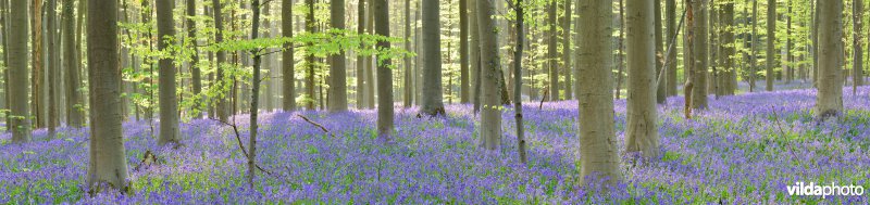 Hallerbos in de lente