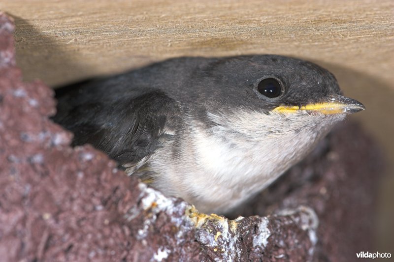 Jonge Huiszwaluw in kunstnest