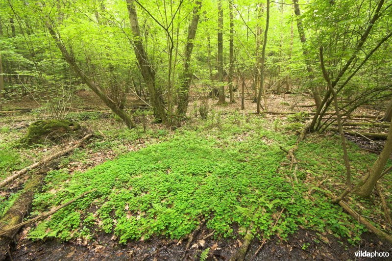 Bosreservaat Vroenenbos