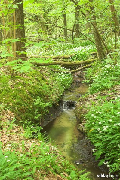 Bosreservaat Vroenenbos