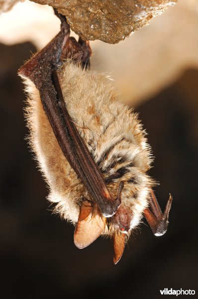 Ingekorven vleermuis