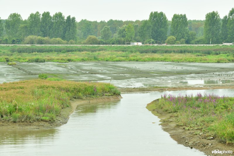Zennegat