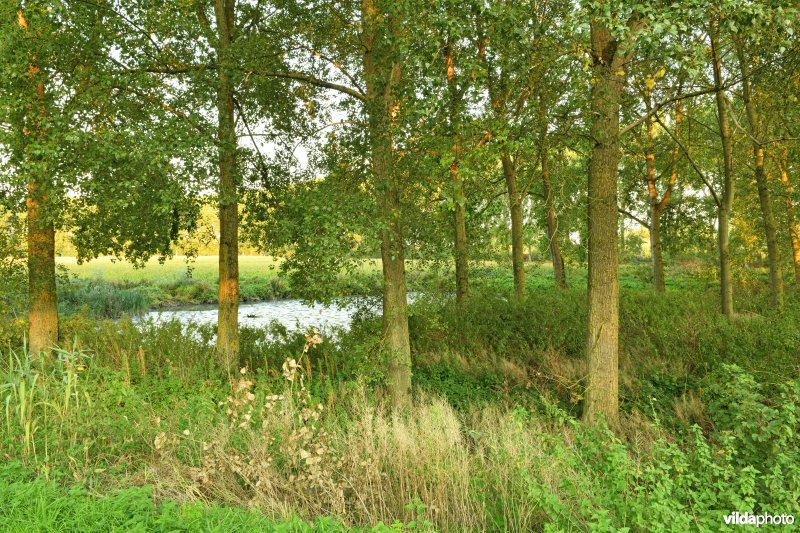 Uiterdijk in de Vlassenbroekse polder