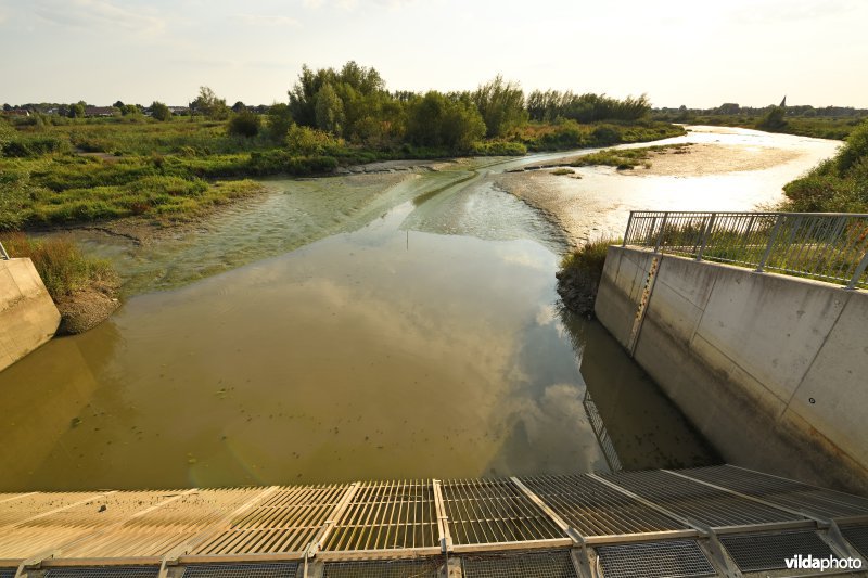 Bergenmeersen