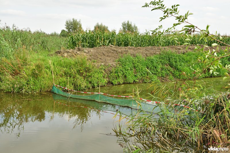 Oude Schelde in de Kalkense meersen