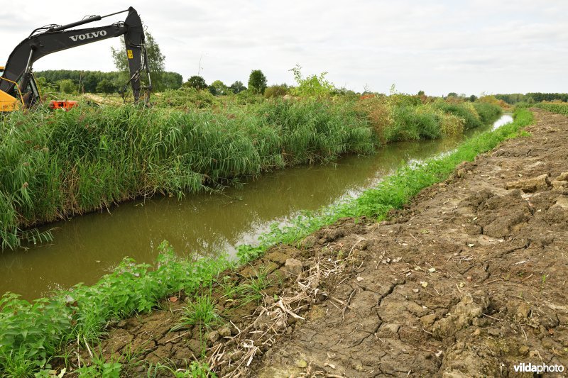 Oude Schelde in de Kalkense meersen