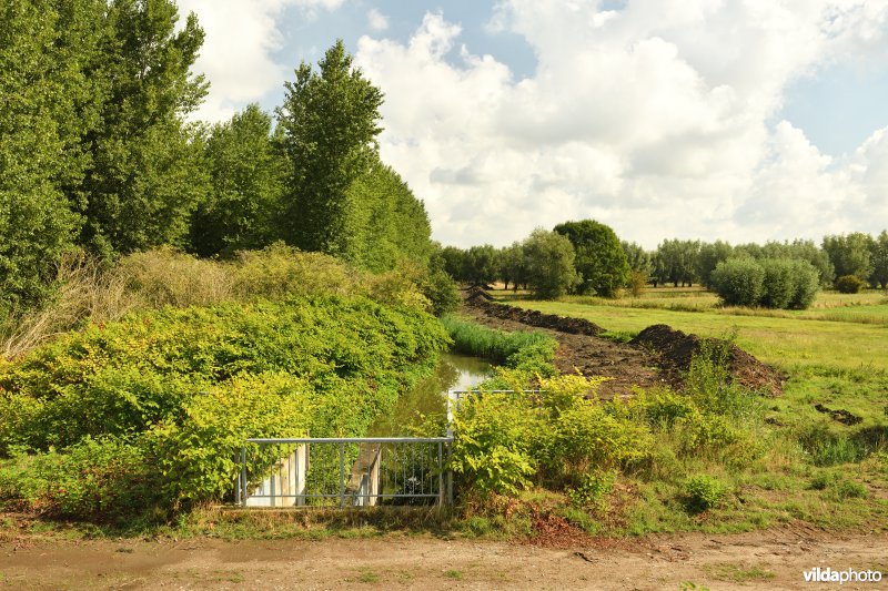 Oude Schelde in de Kalkense meersen