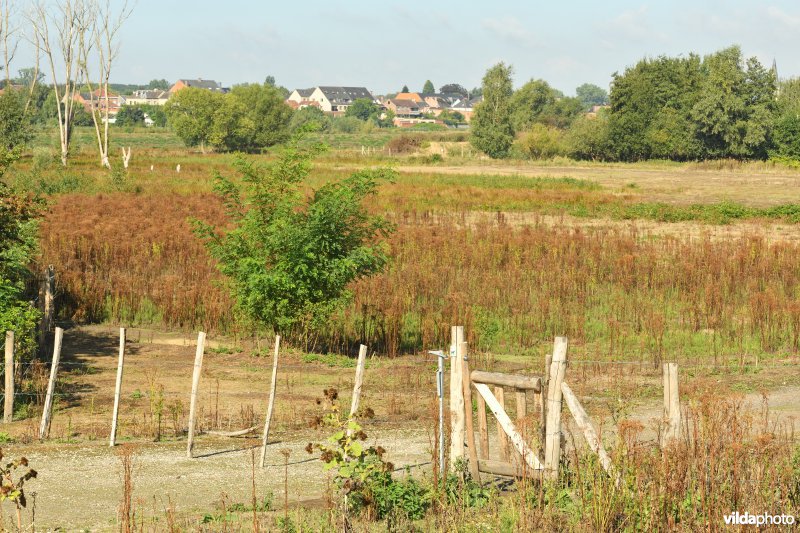 Wijmeers in de Kalkense meersen