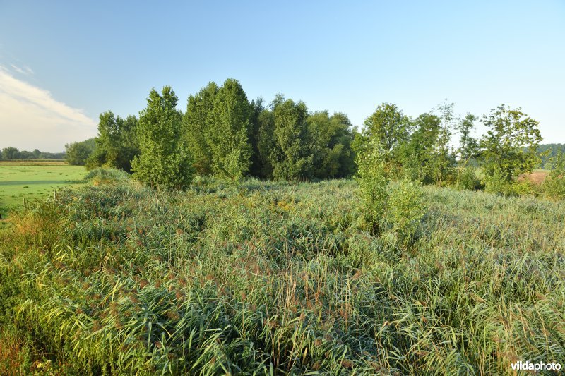 Oude Schelde in de Kalkense meersen