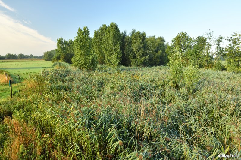 Oude Schelde in de Kalkense meersen