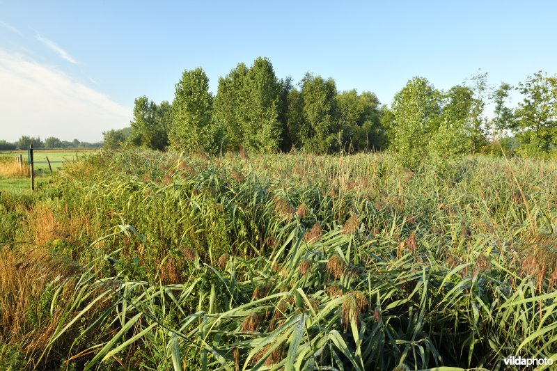 Oude Schelde in de Kalkense meersen