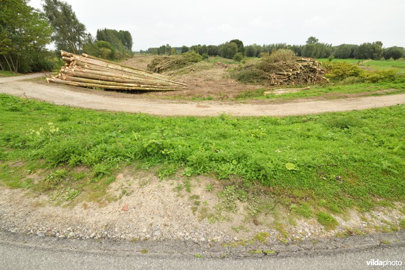 Oude Schelde in de Kalkense meersen