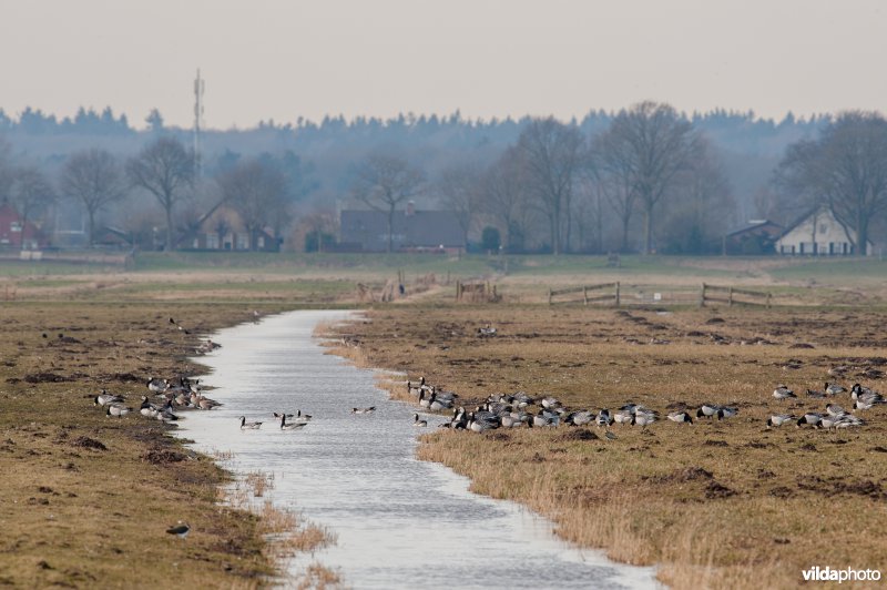 Ganzen in de Eempolder