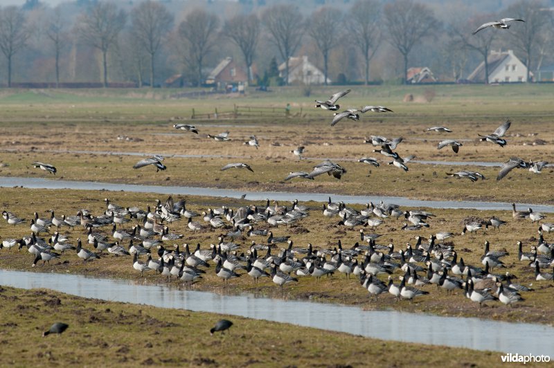 Ganzen in de Eempolder