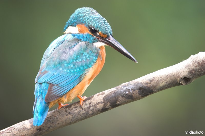Ijsvogel loert naar visjes