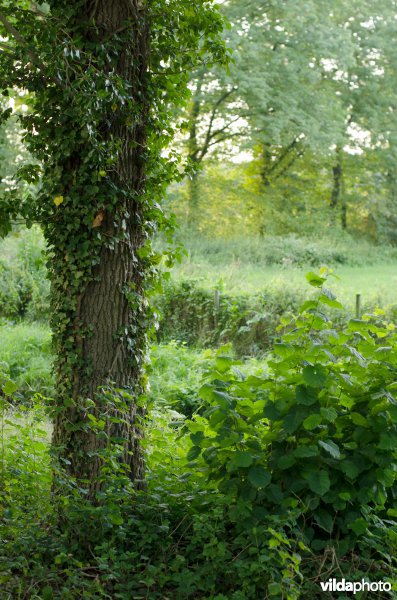 Klimop op zomereik in eikenlaan