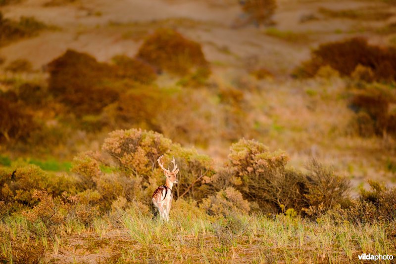 Damhert in duinen