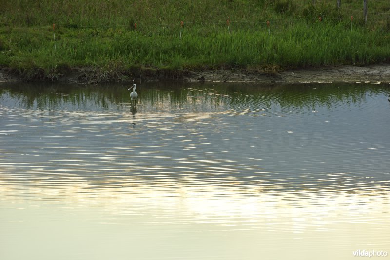 Lepelaar in de KBR polder