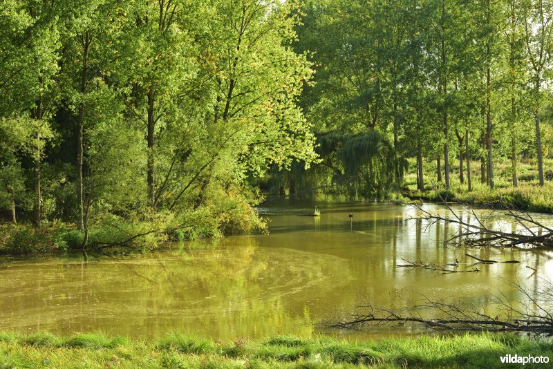 Wal-Zwijn