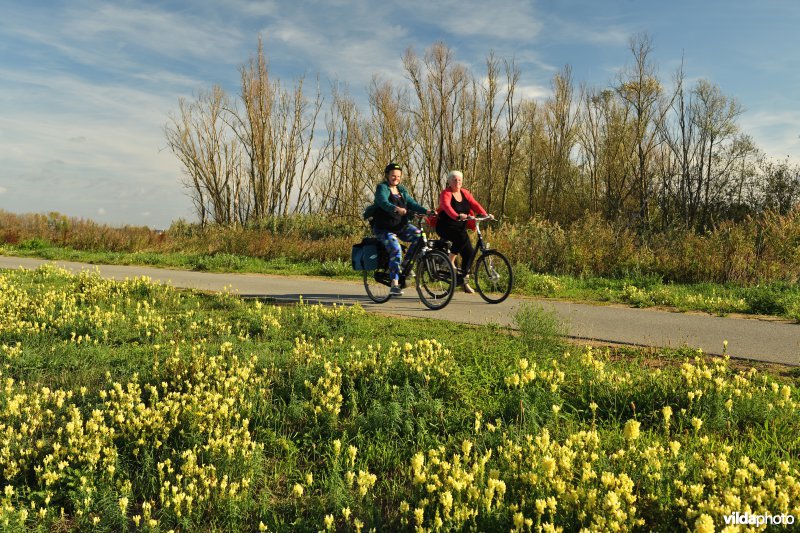 Fietsers langs de Schelde