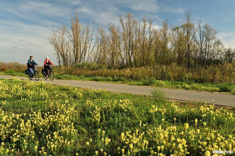 Fietsers langs de Schelde