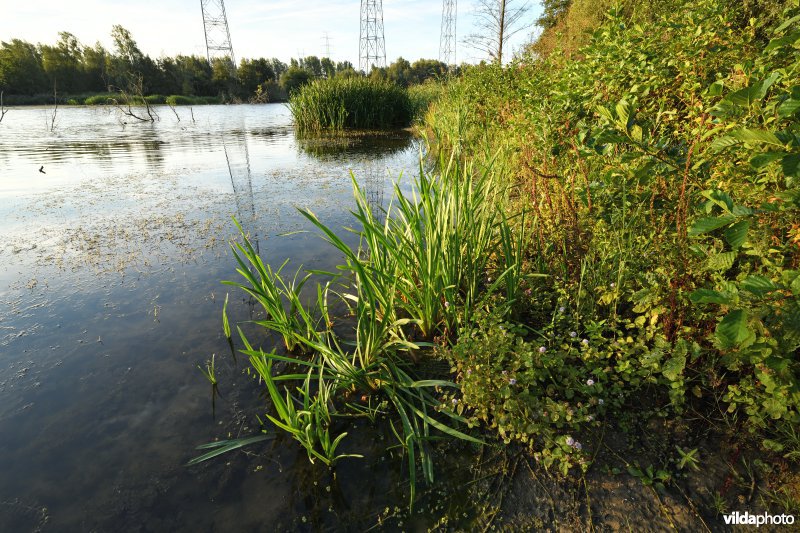 Rupelmondse kreek