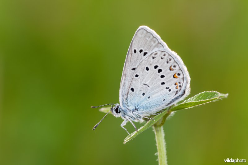Wikkeblauwtje