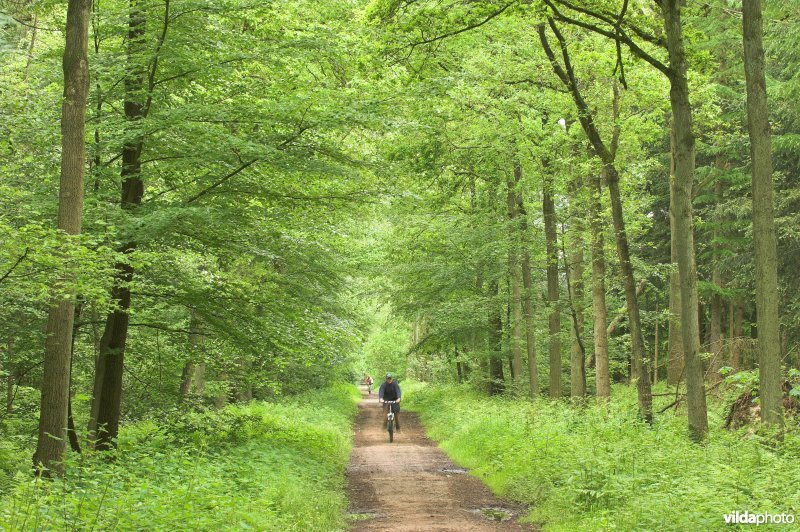 Bosreservaat Bellebargiebos