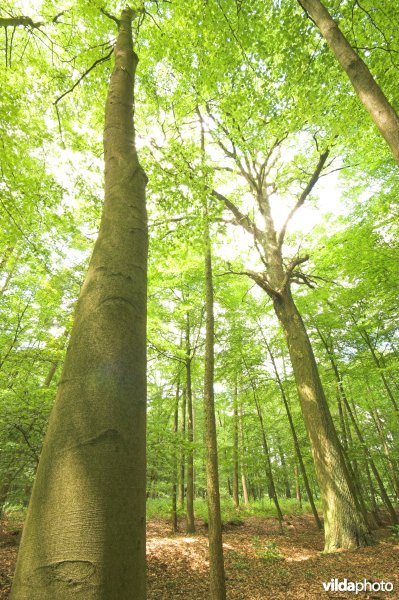 Bosreservaat Bellebargiebos