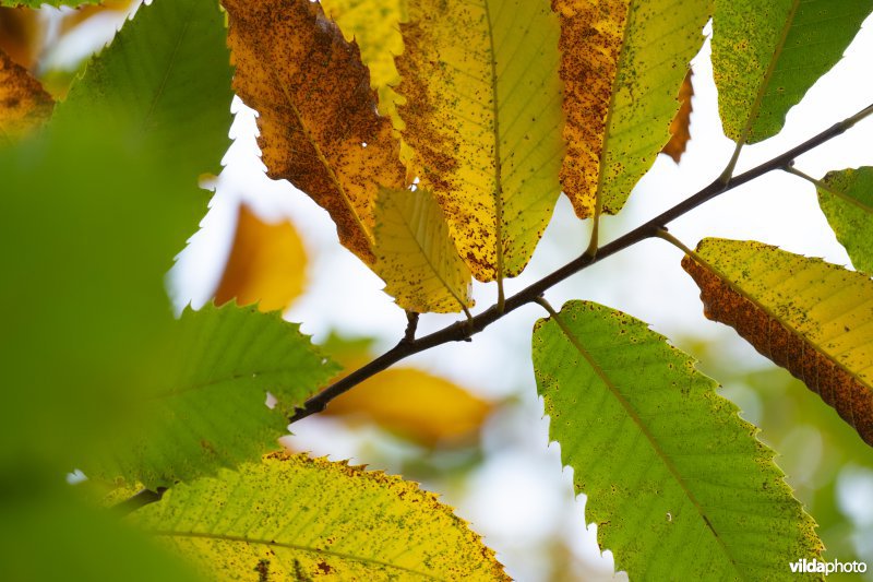 Herfstkleuren van kastanje