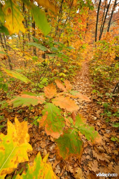 Herfstkleuren van Amerikaanse eik