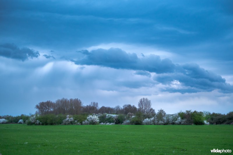 Sleedoornstruwelen op Cortenoever