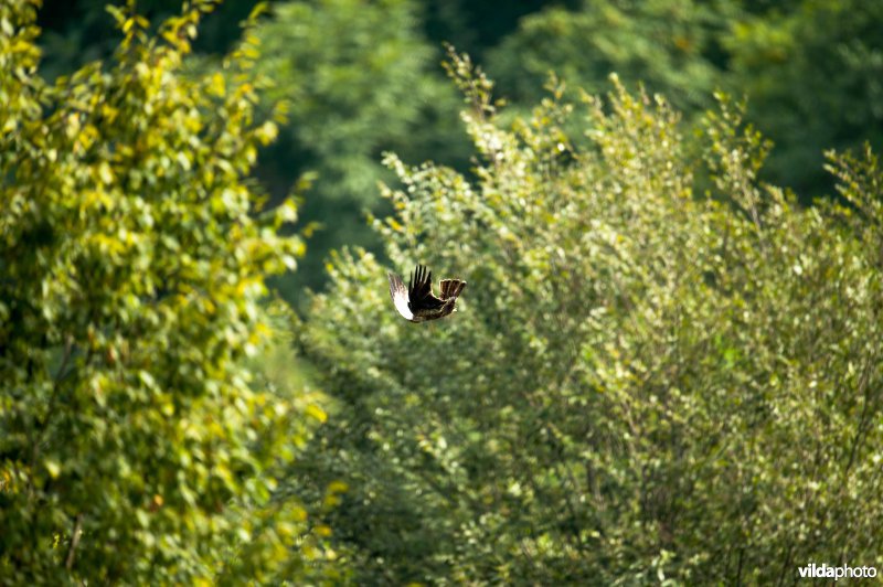 Dwergarend wordt geschoten door stropers