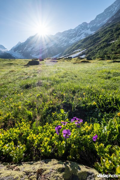 Alpengrasland bij zonsopgang