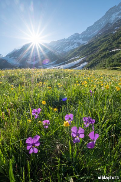 Alpengrasland bij zonsopgang